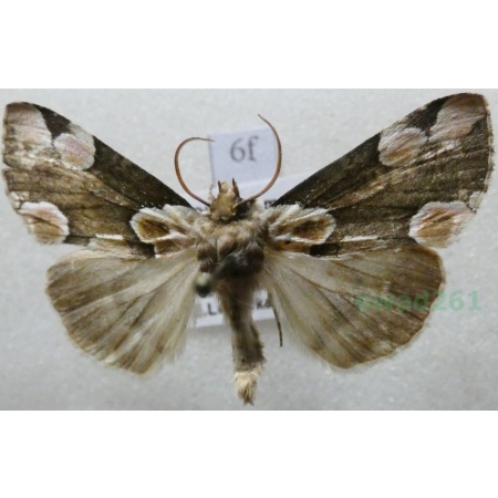 Thyatira batis (Linnaeus, 1758) Plamówka malinówka Czech6f